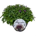 Afbeelding van Lobelia TP26 Purple
